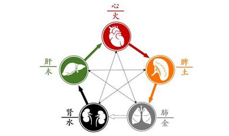 养五脏、见长生——教你运用中医五脏补泻法！