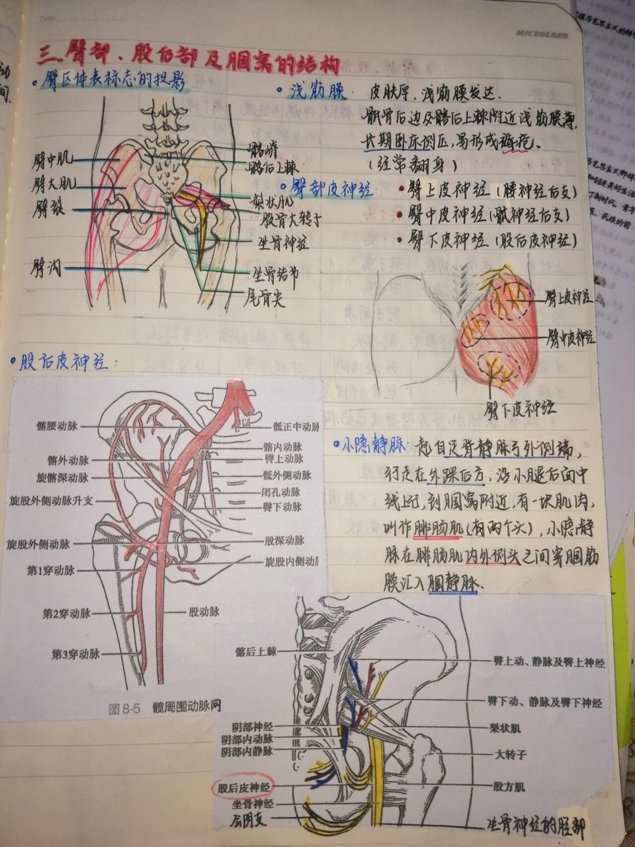 膎窝局部详细解剖图谱图片