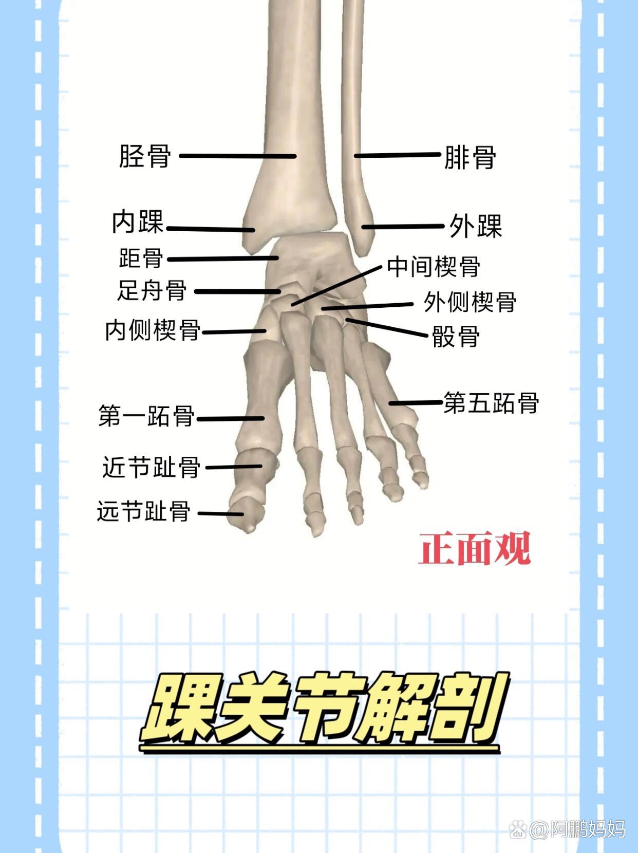 踝关节丨足踝骨骼解剖