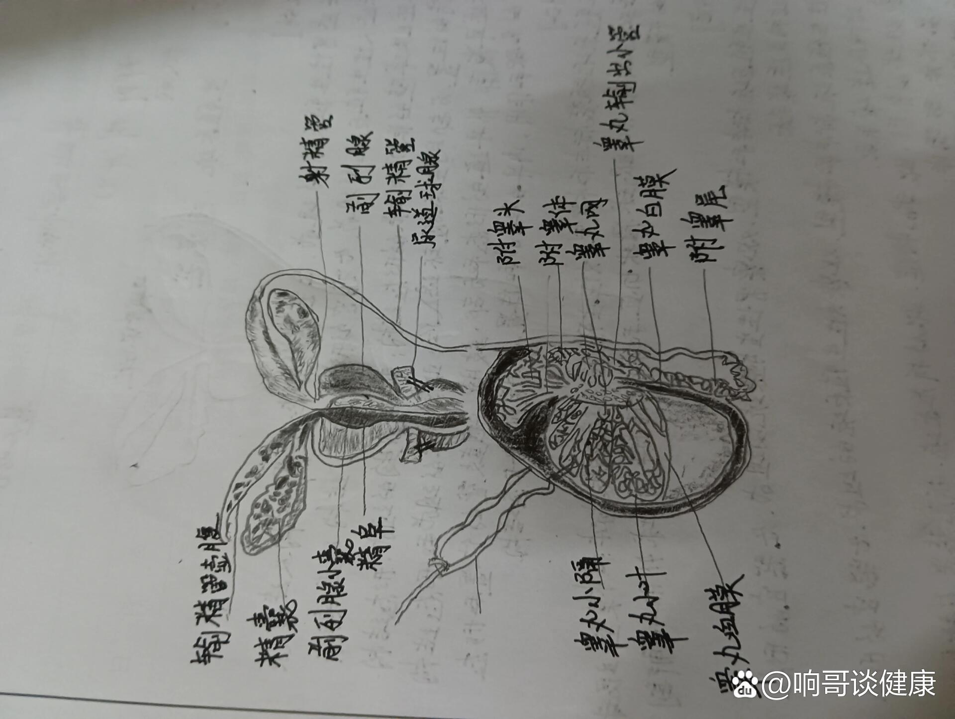 睾丸的简笔画图片