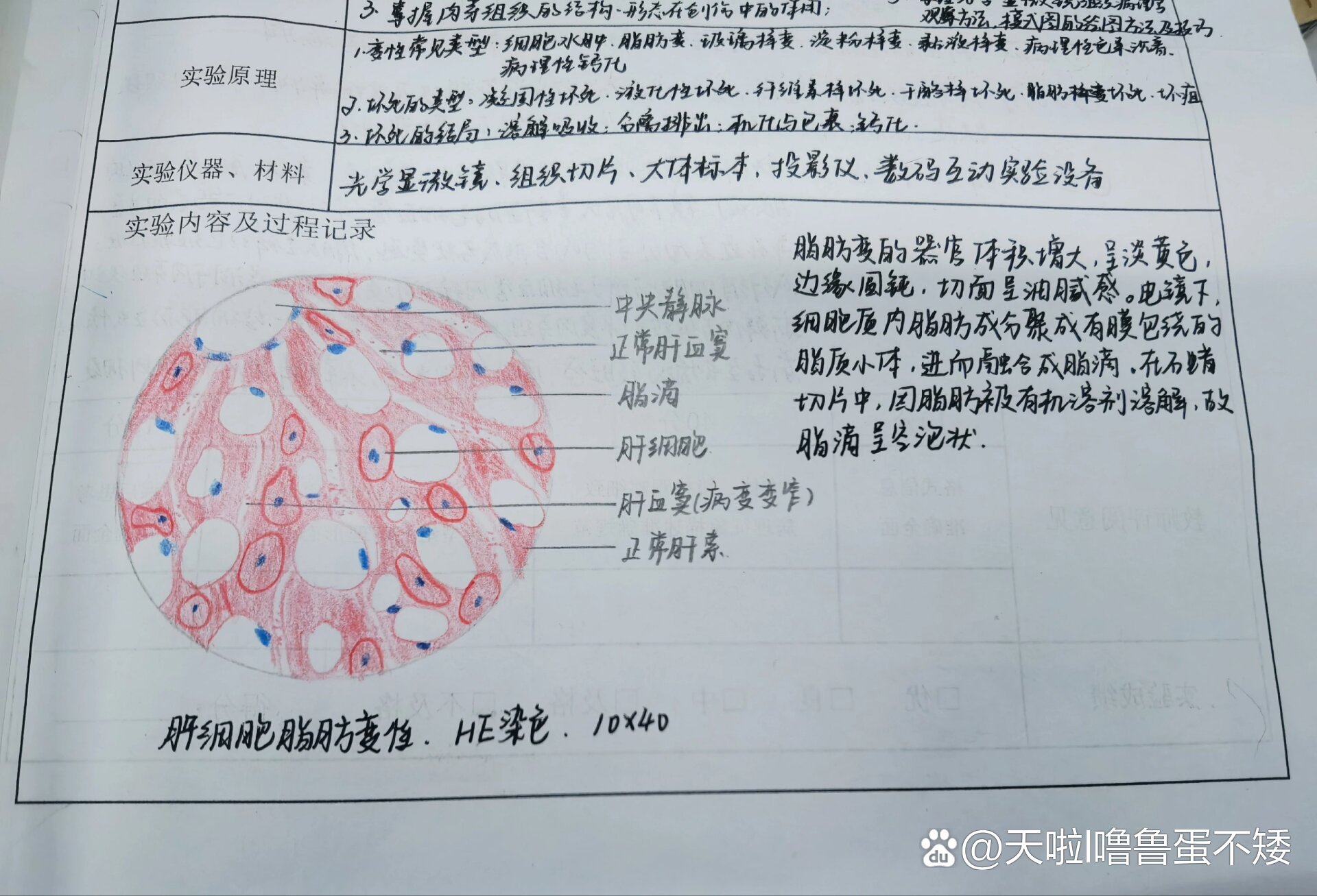 槟榔肝切片绘图图片