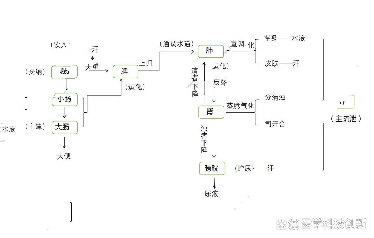 水液代谢示意图图片