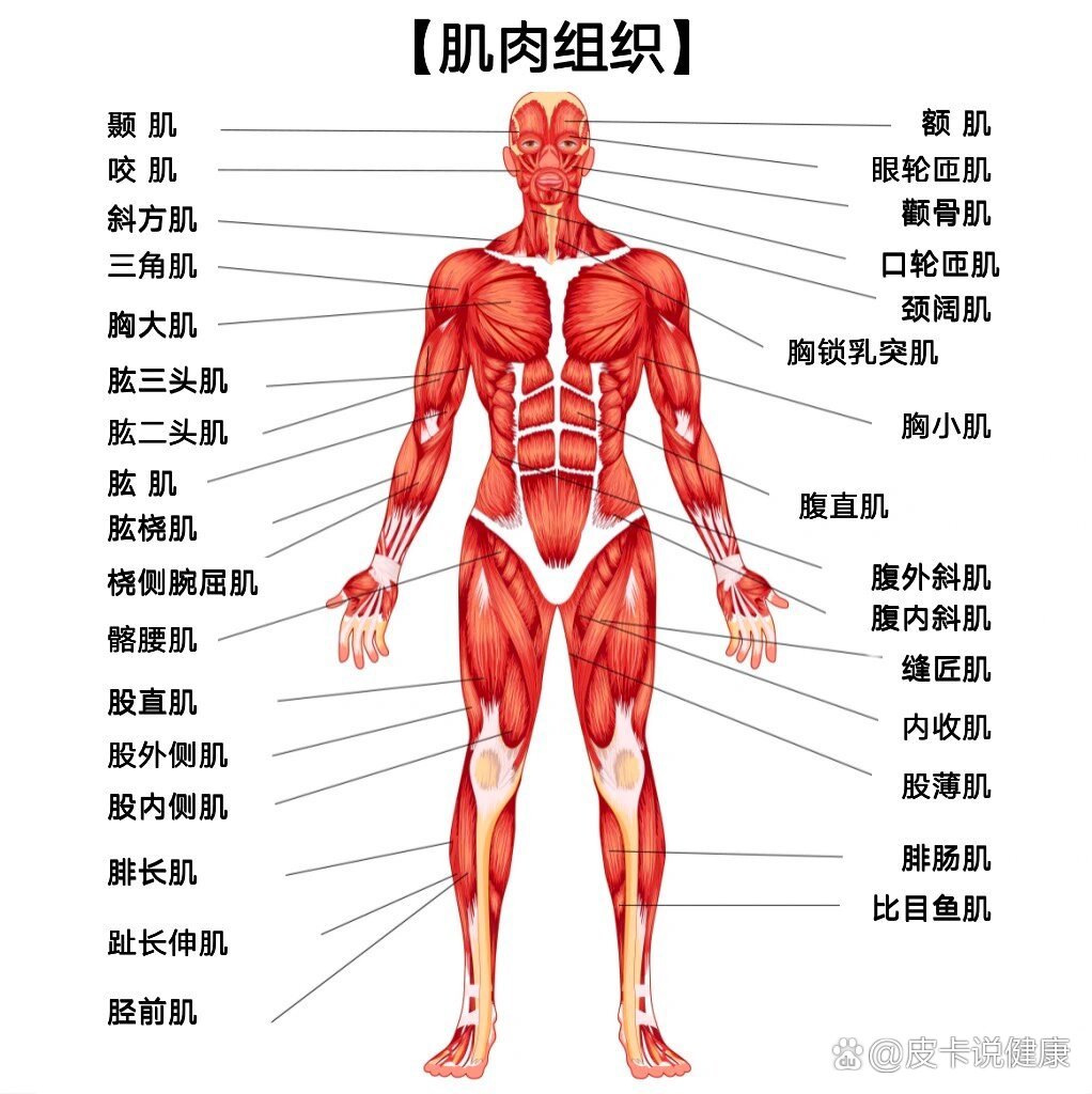 美容笔记99身体 肌肉组织 各部位名称78156997