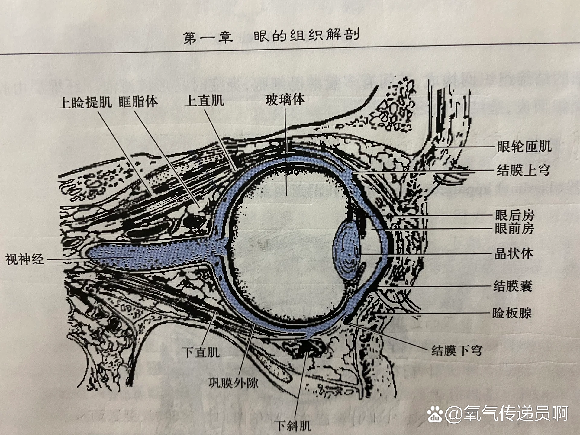 眼科学基础之眼组织解刨"眼附属器"(5)眼框