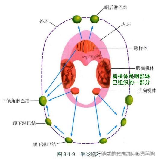 咽解剖图手绘图片