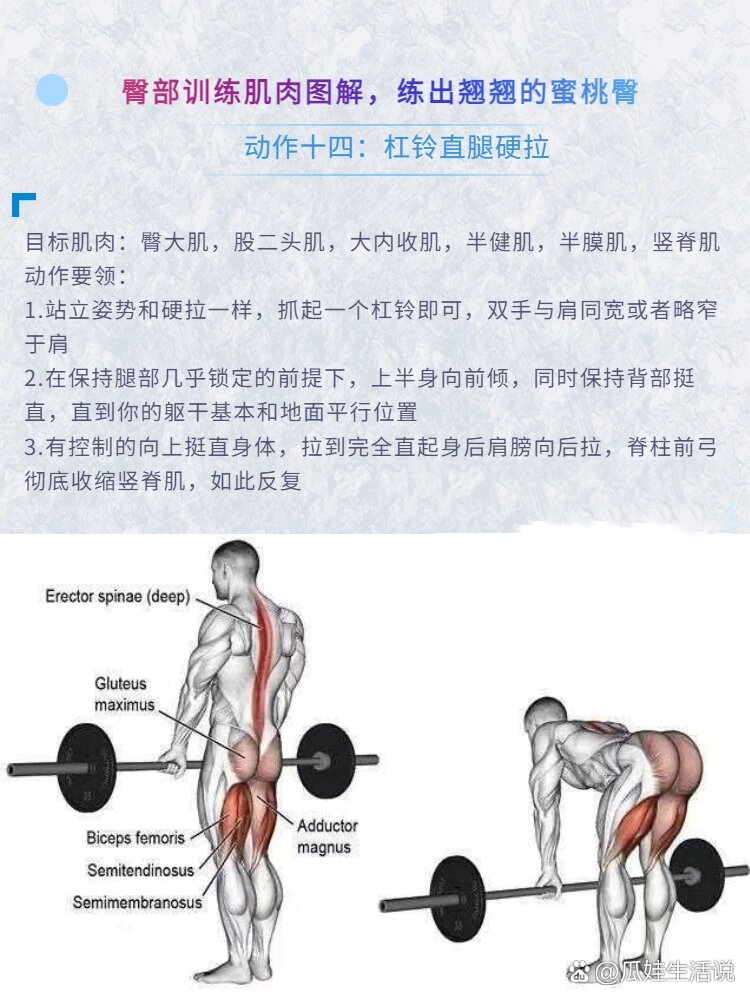臀部训练肌肉图解,练出翘翘的蜜桃臀(续集)