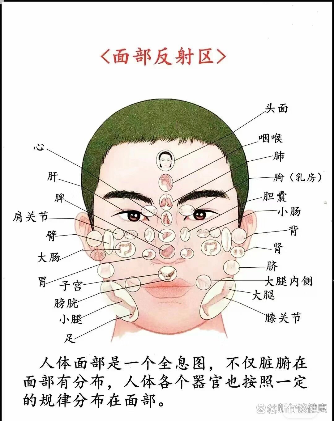 痘痘为什么会涨 一半饮食 作息规律 都是与人体五脏六腑有关系的 /p