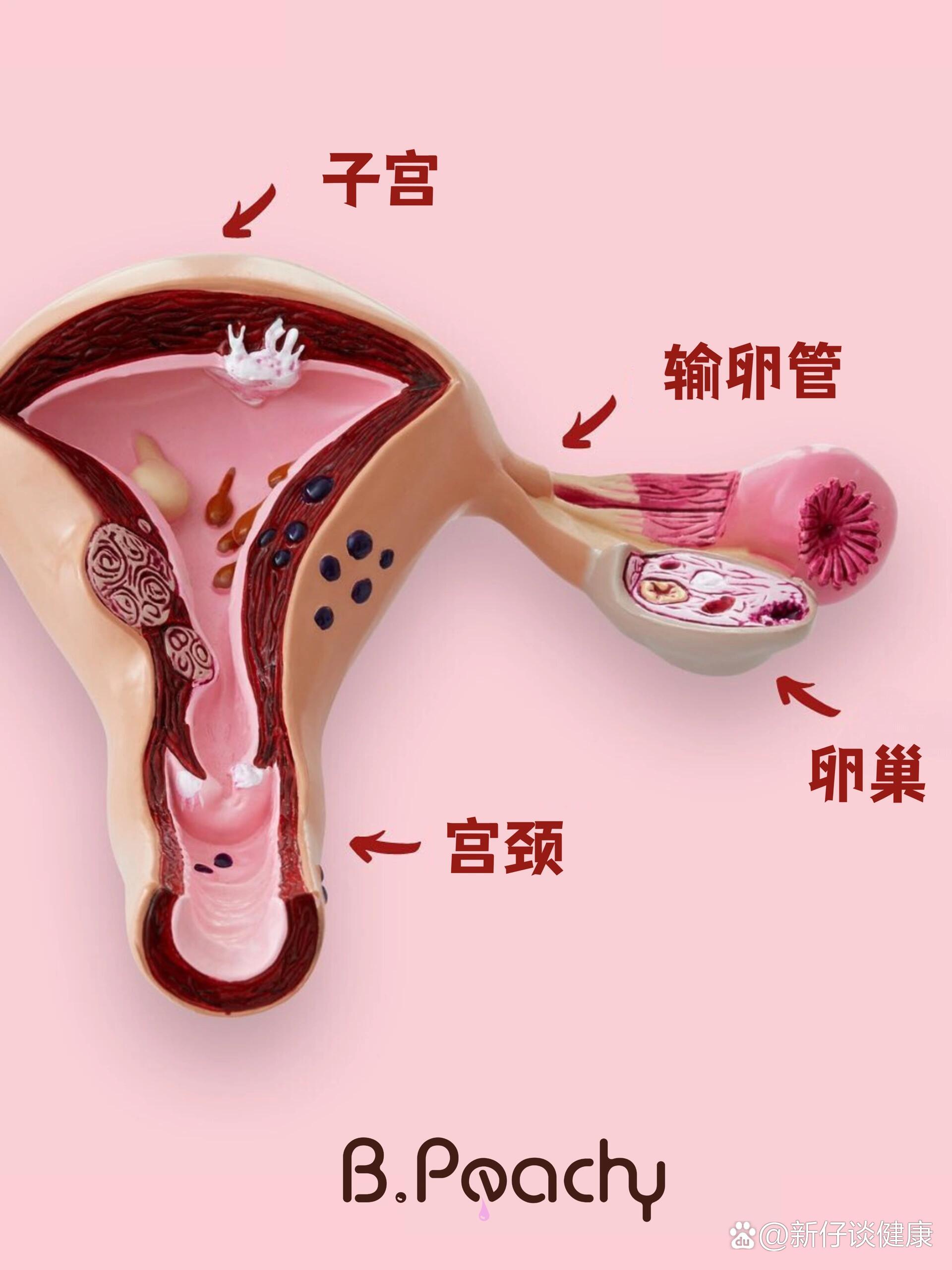 女人为什么要来月经?