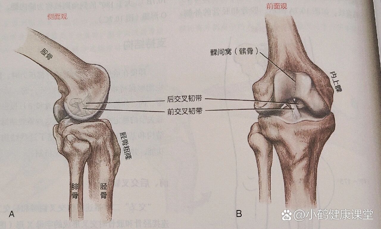 认识后交叉韧带