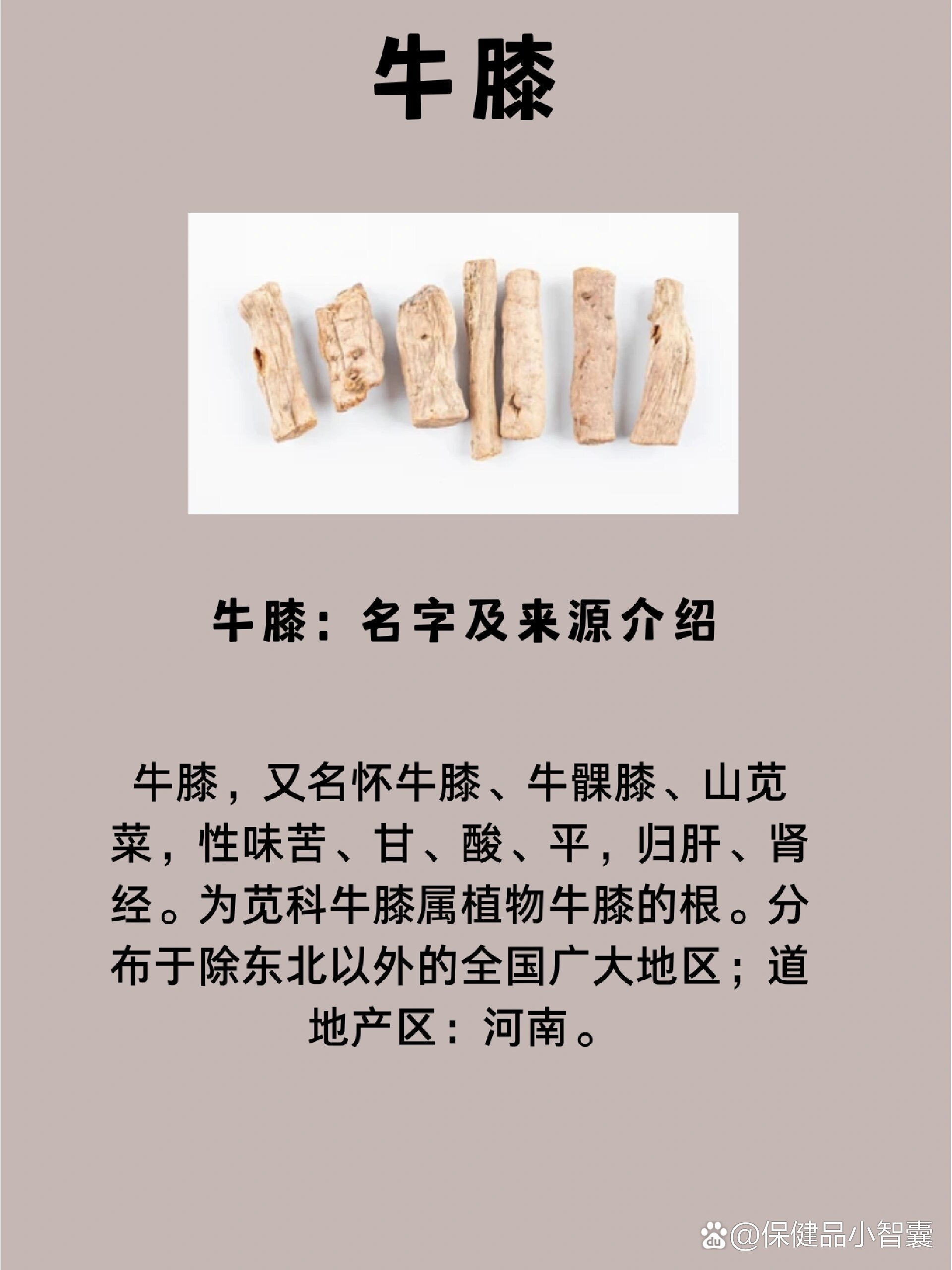 牛膝的功效和作用疗效图片