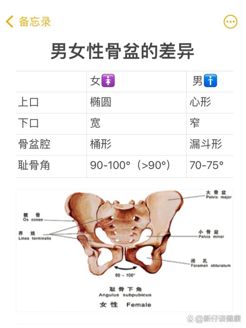 解剖界线位置图片