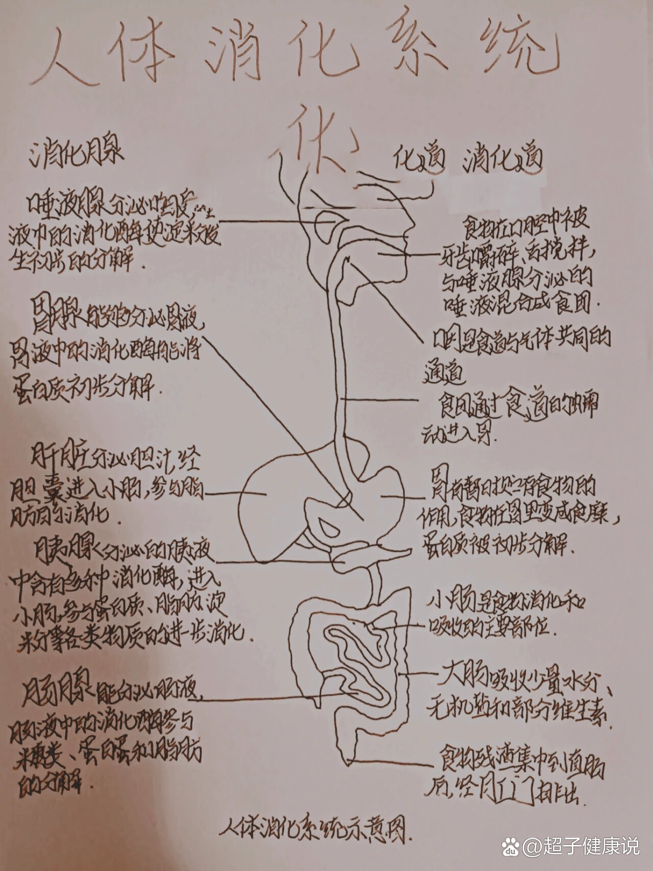 消化系统模式图手绘图图片