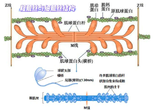 肌丝的分子结构与功能