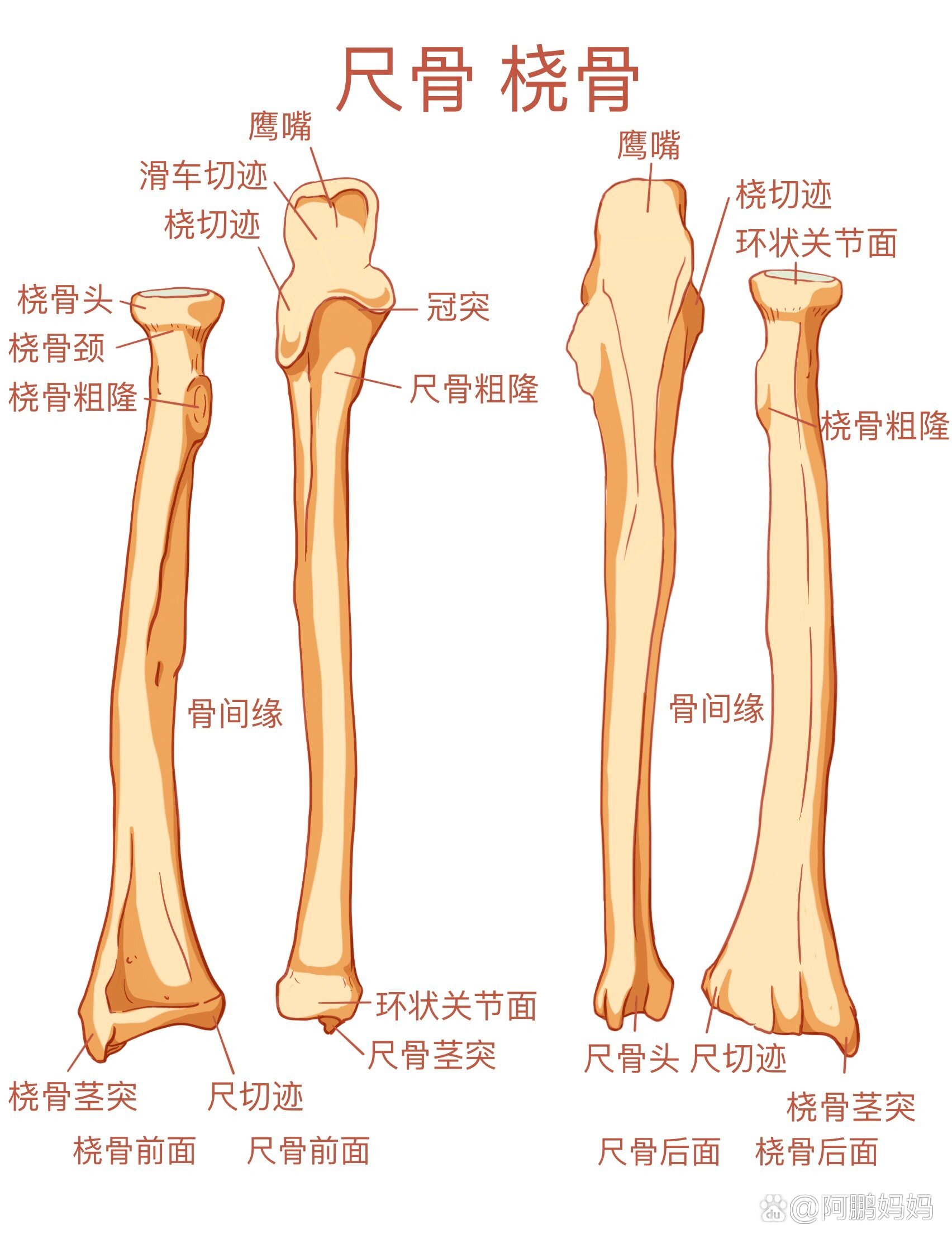 胳膊骨头解剖图图片