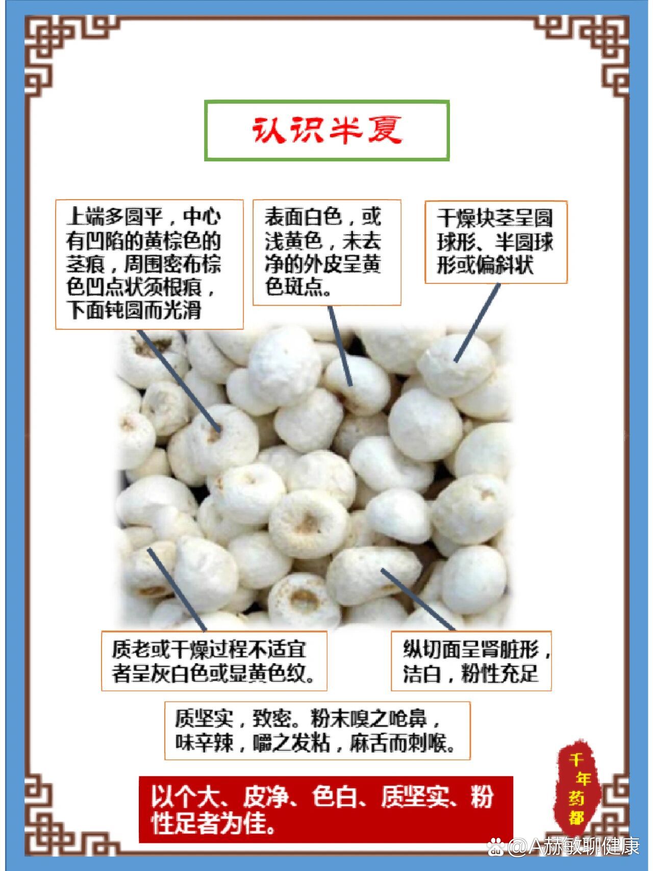 每天学习一味中草药——半夏