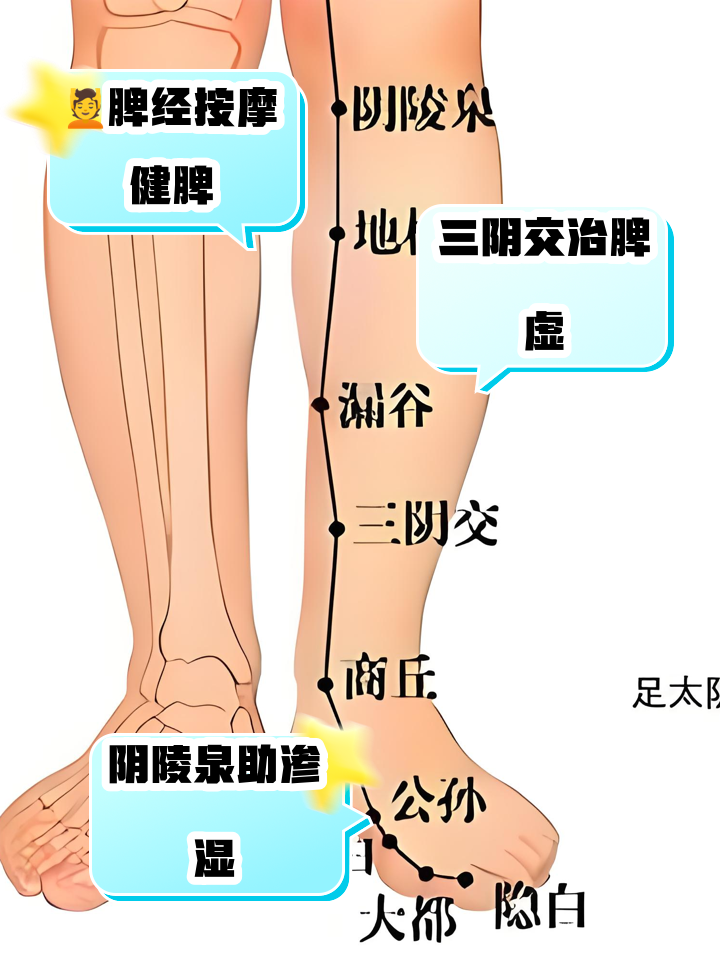 脾虚按哪个部位健脾
