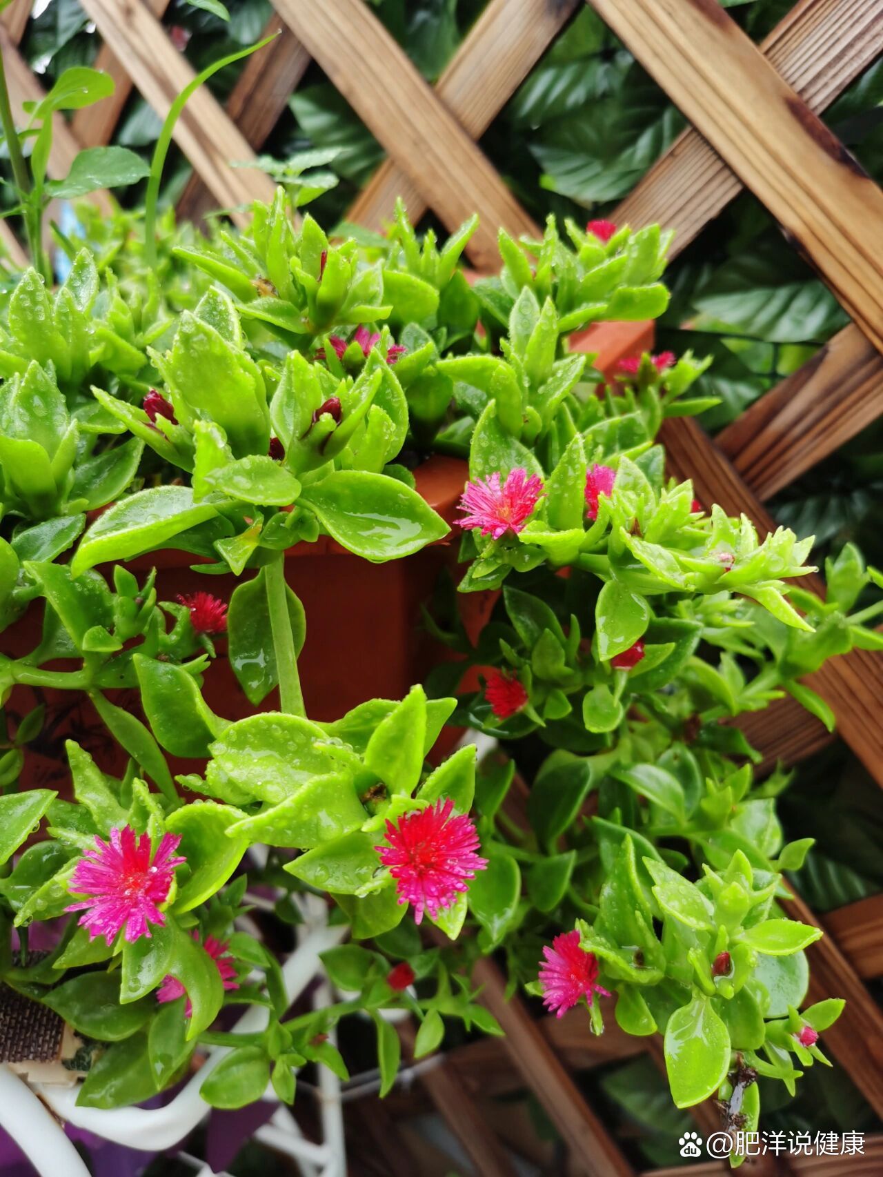 穿心莲开花了还能吃么?