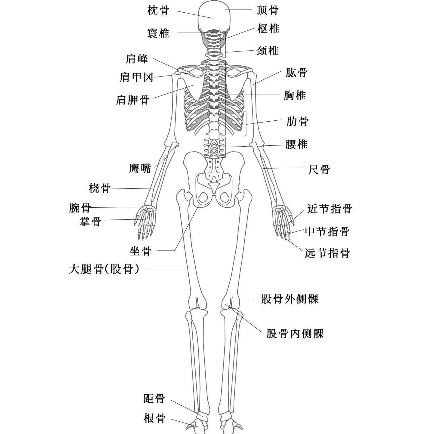 人体骨骼结构图04名称以及数量