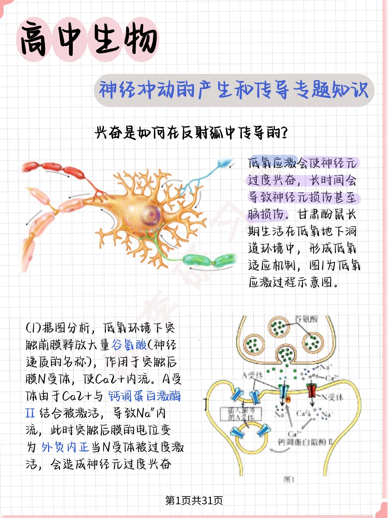 轴突示意图图片