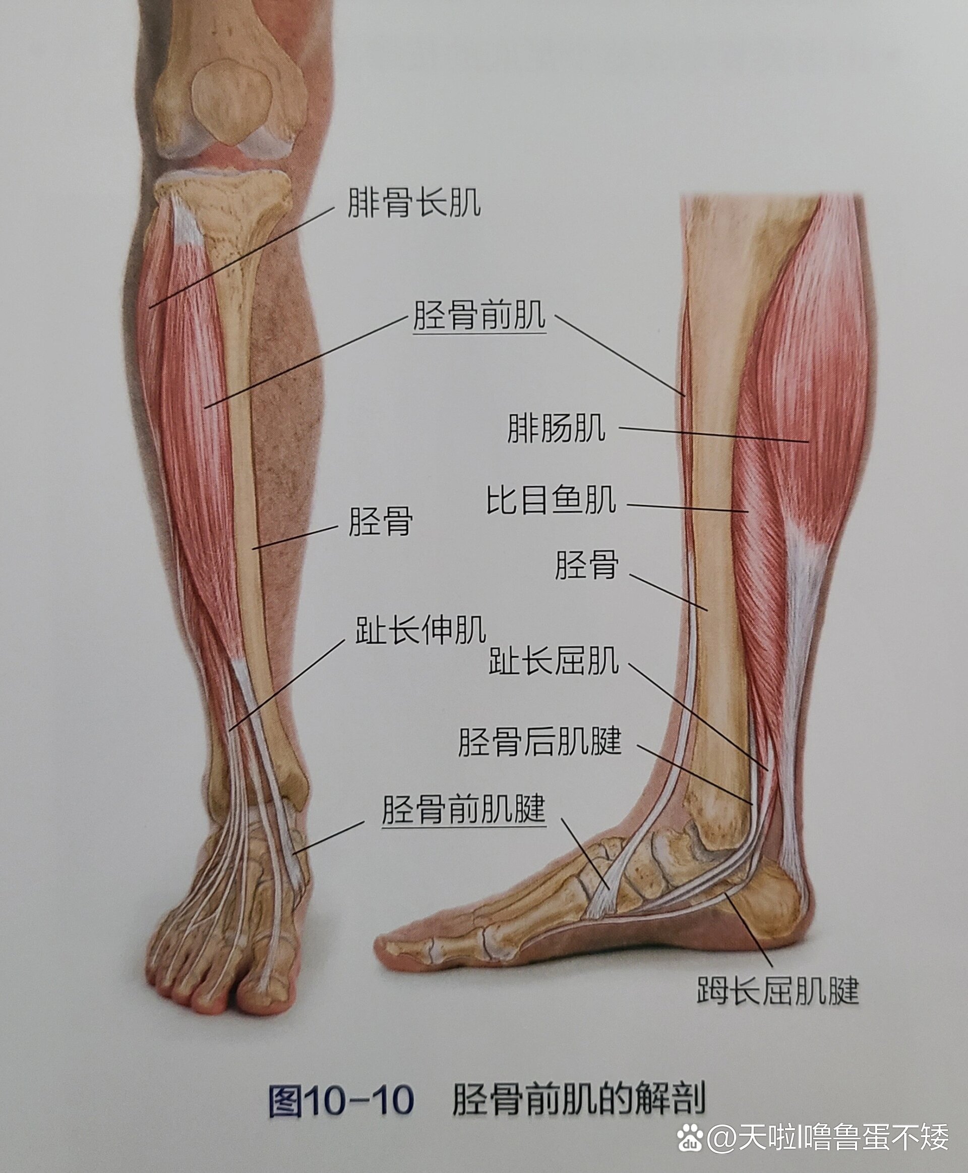 腓骨长肌痛图片