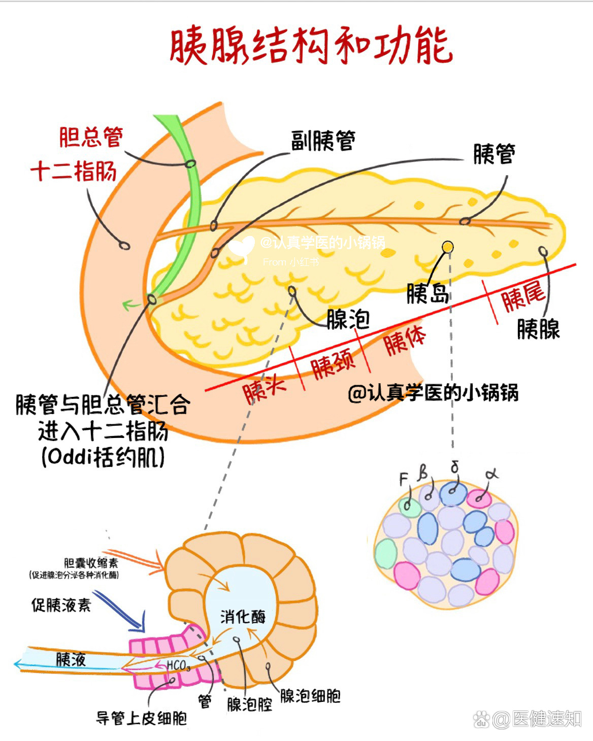 胰腺腺泡结构图图片