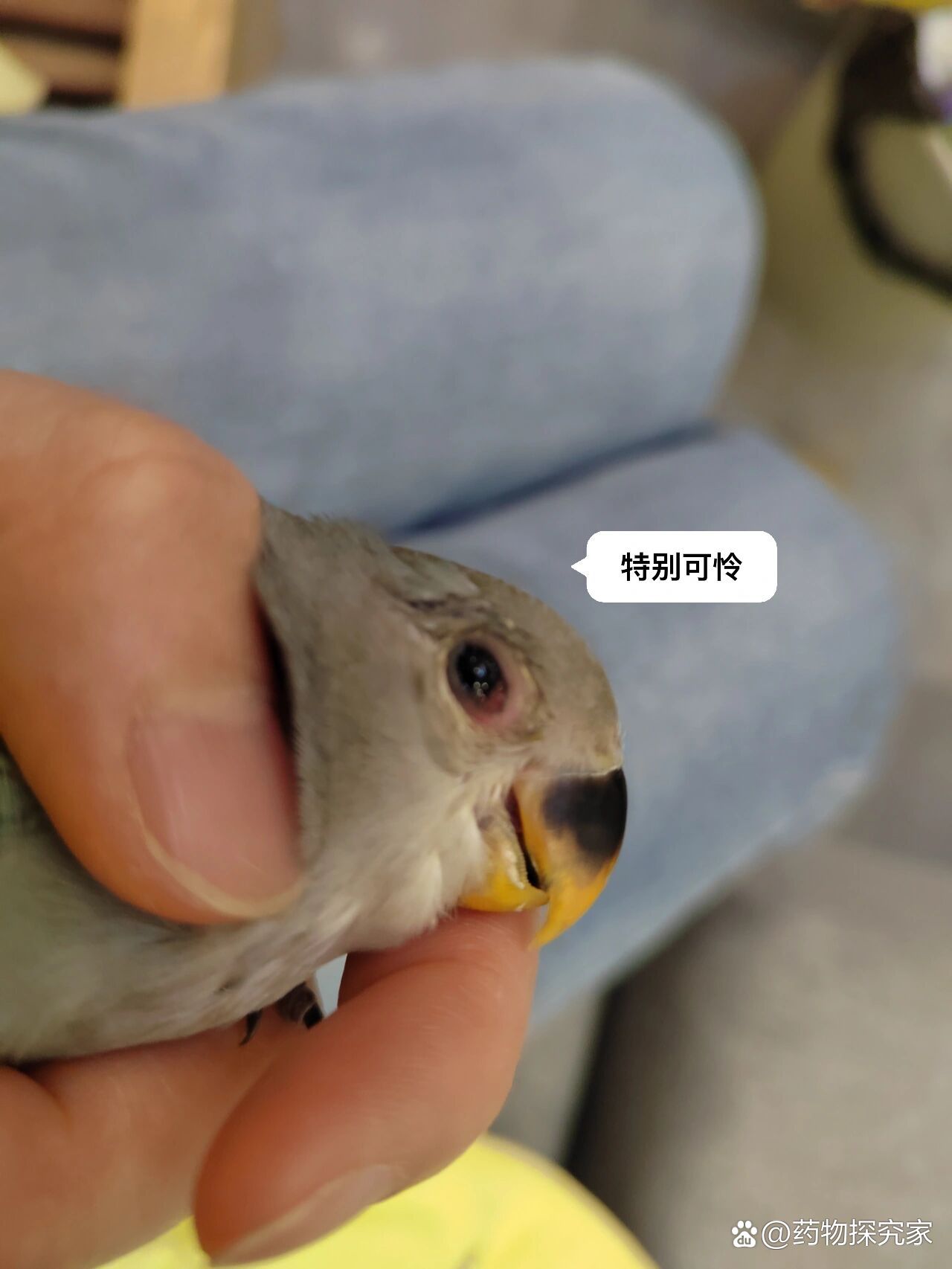 牡丹鹦鹉眼病