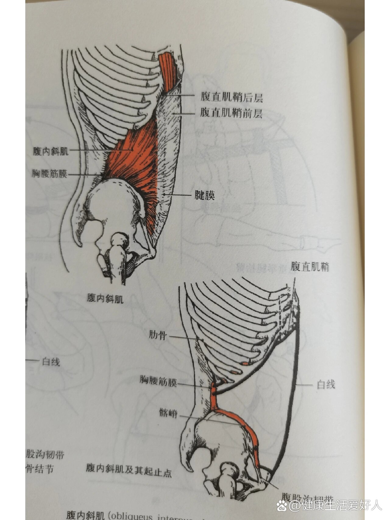 胸肋面图片