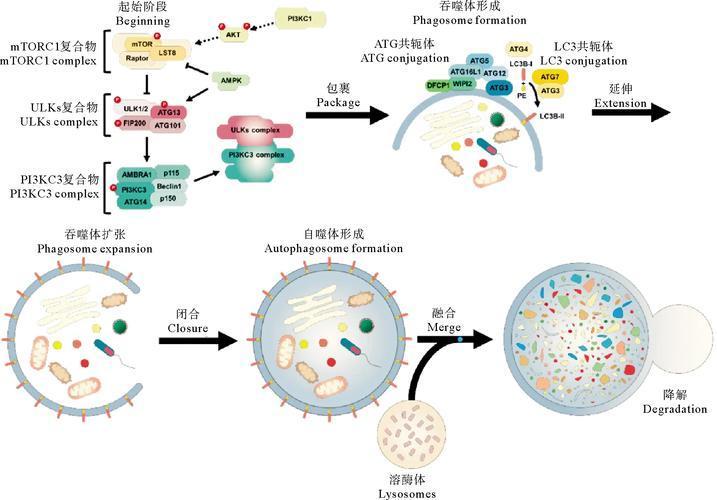自噬信号通路及关键蛋白解析