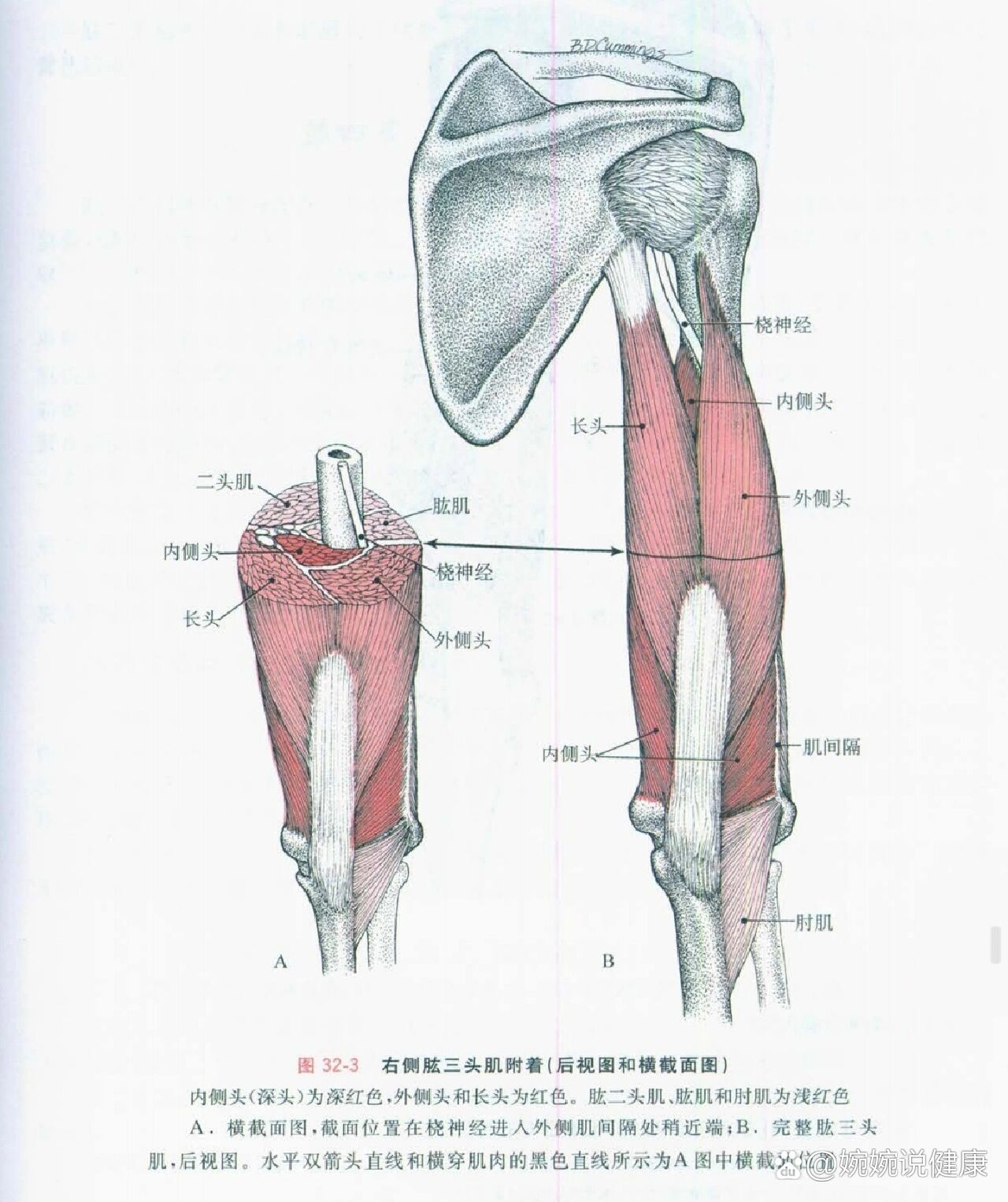 肱三头肌图图片