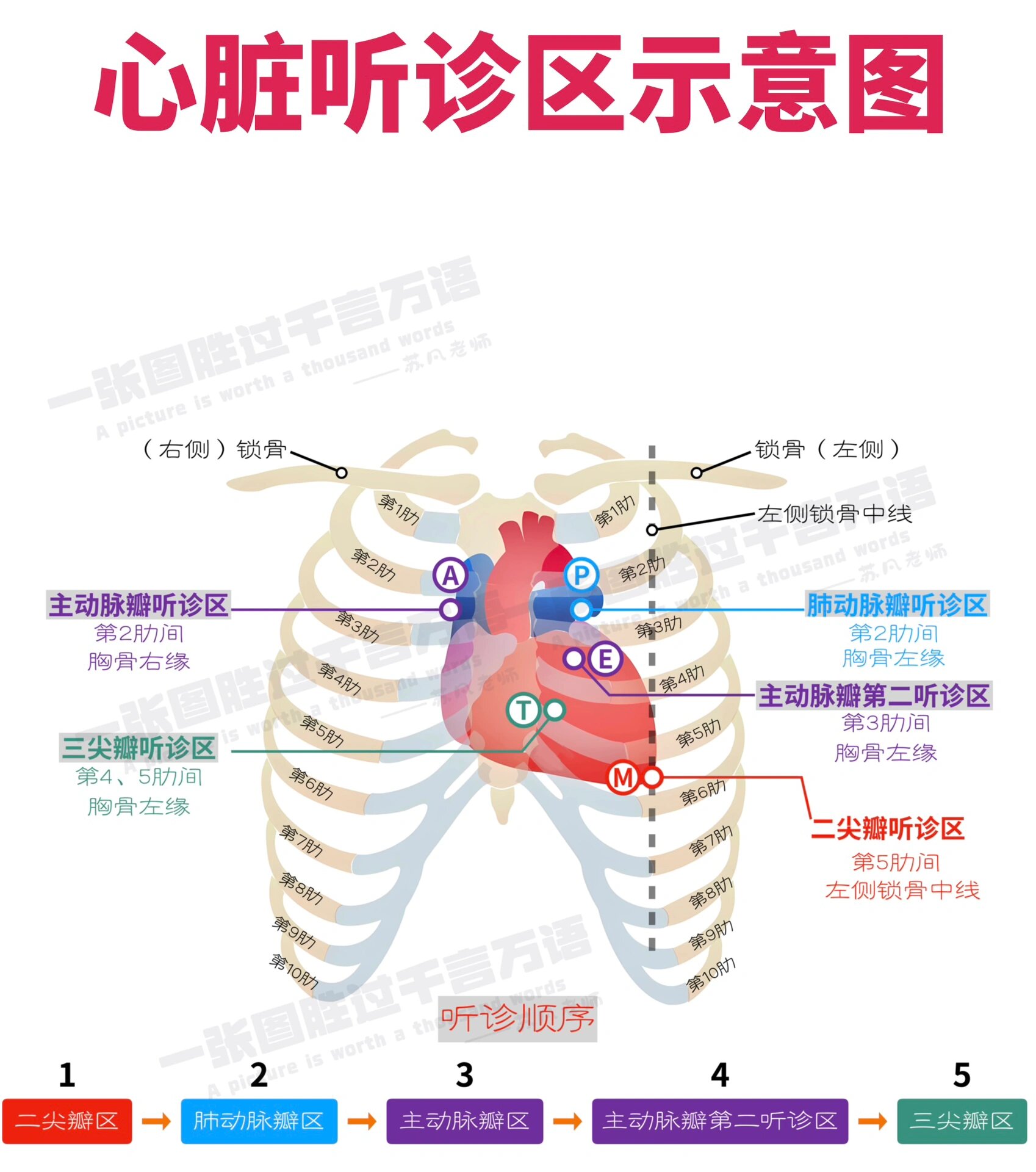 心脏瓣膜听诊区