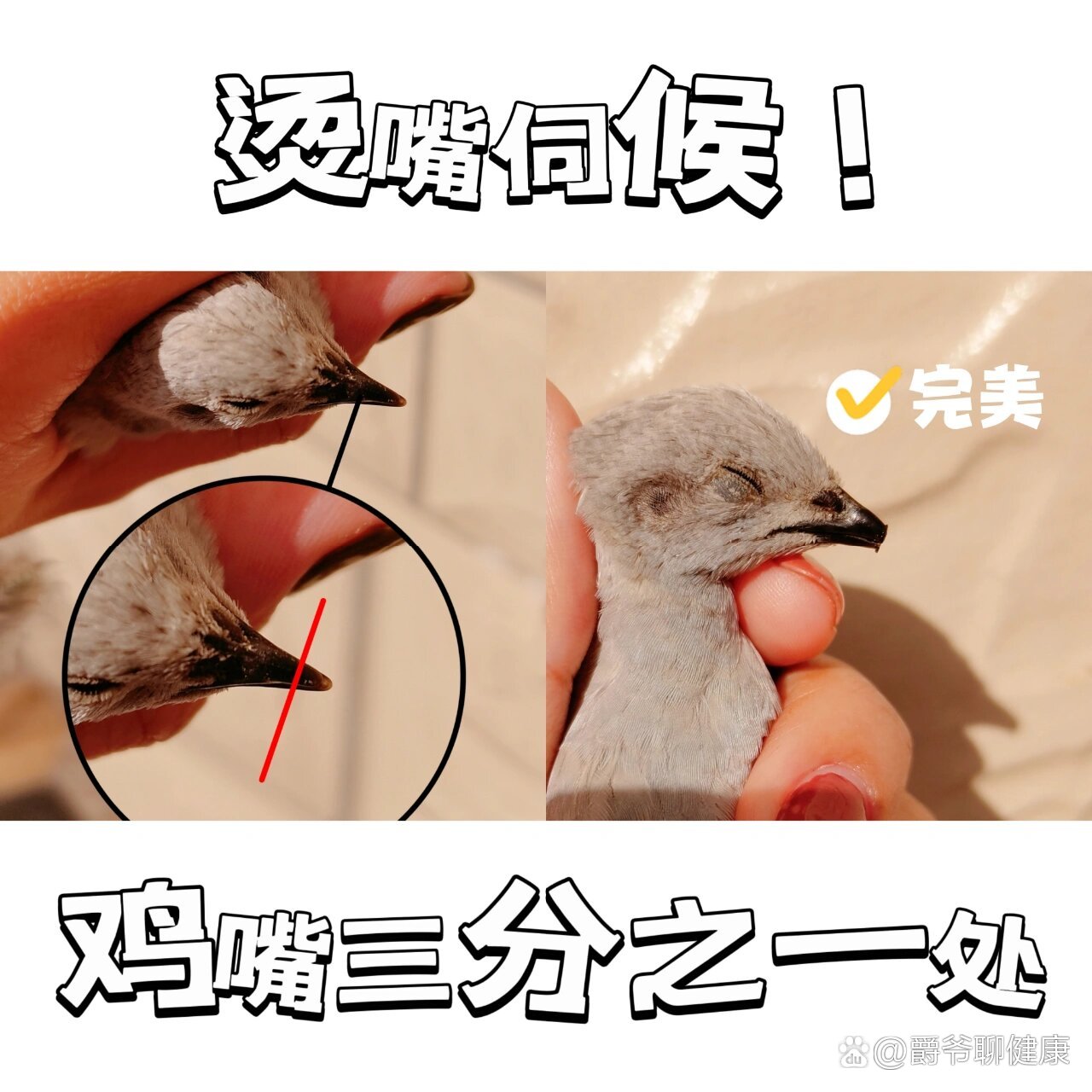 芦丁鸡打架如何处理才好呢呢?