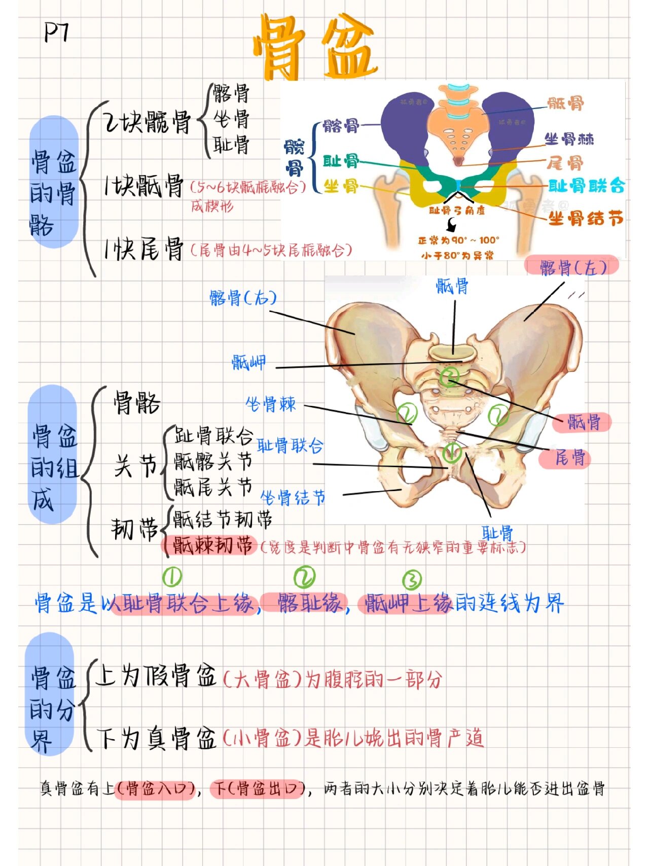 骨产道中骨盆平面图片