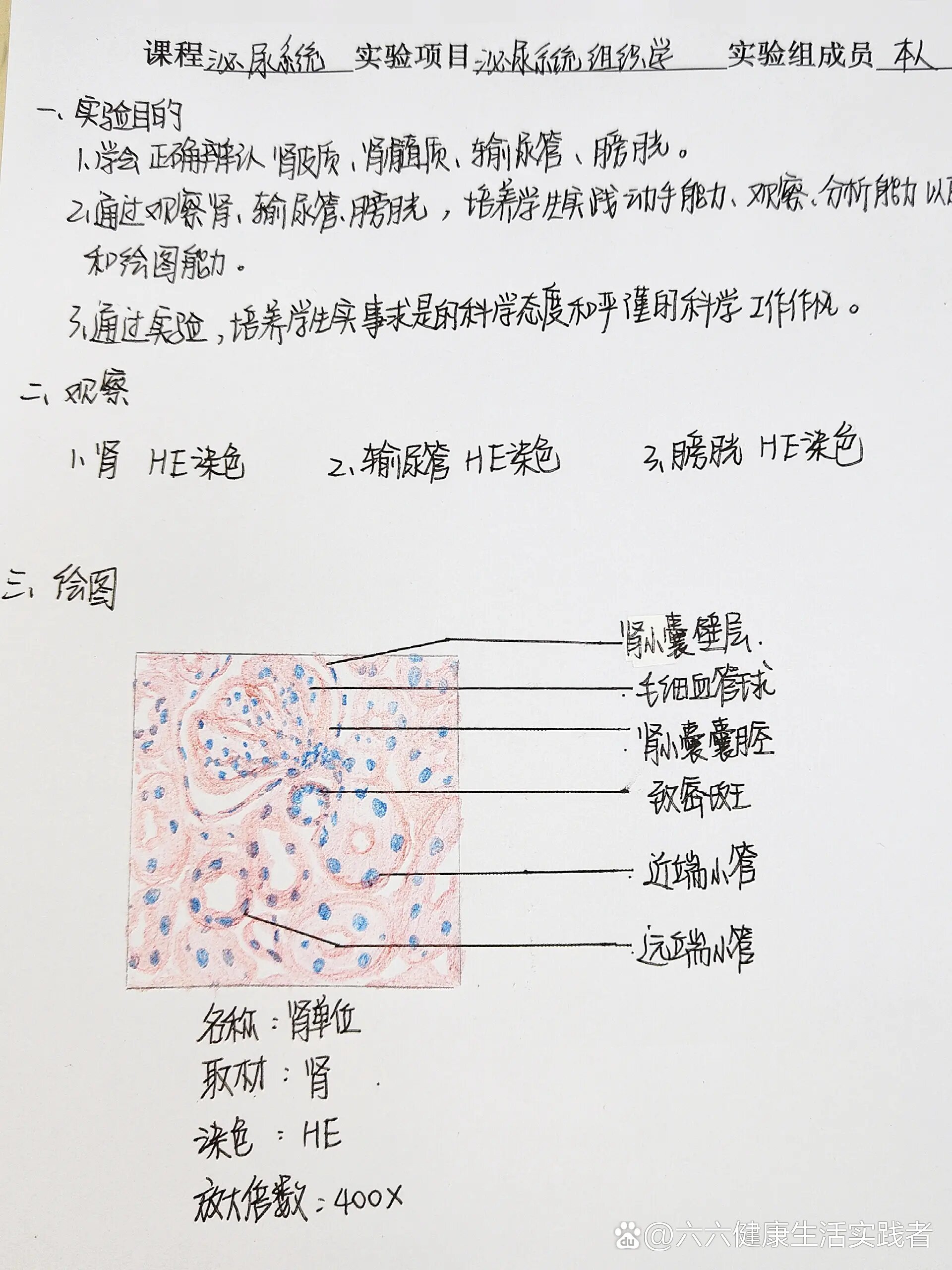 肾小体手抄报图片