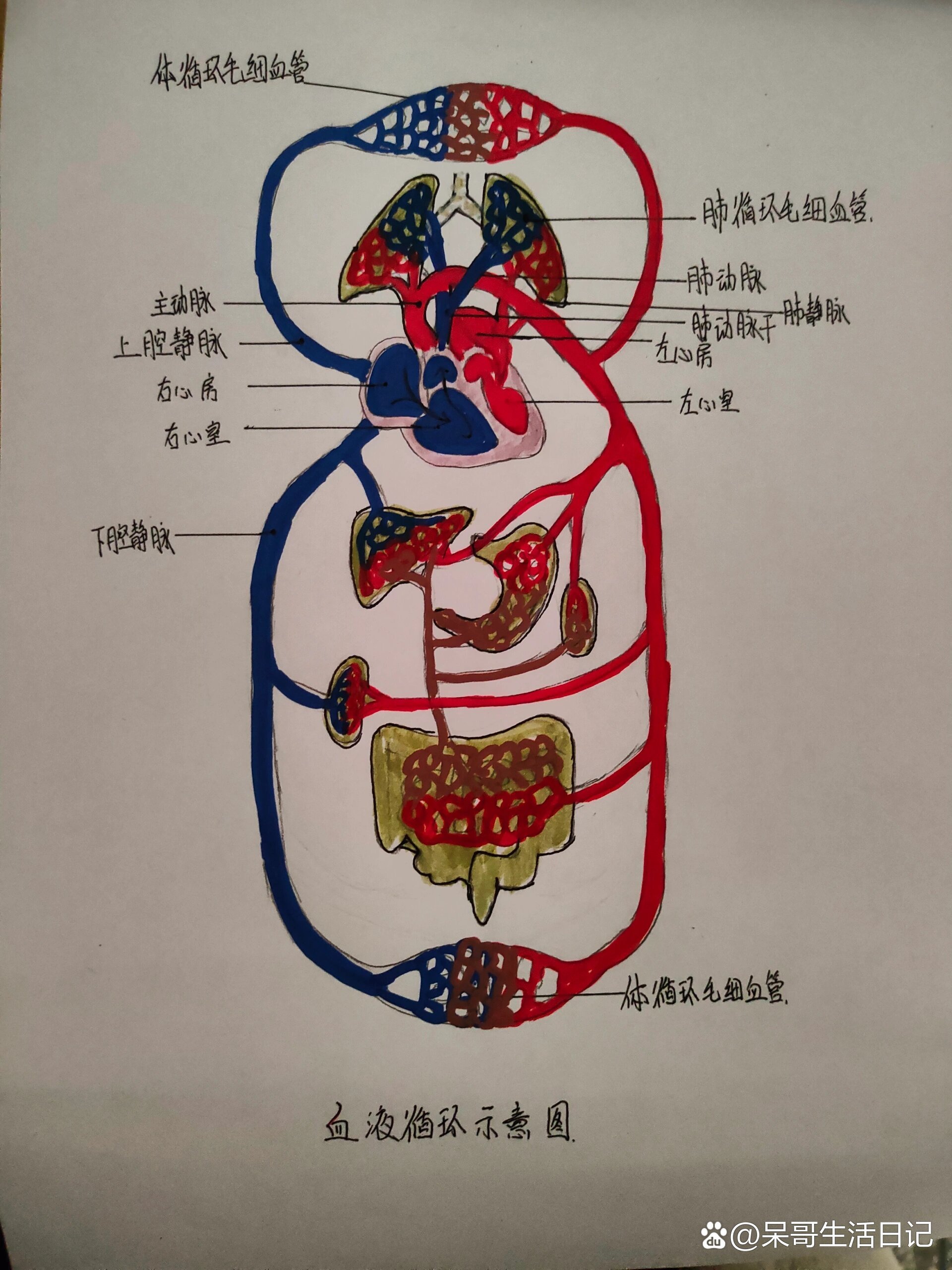 人体运动系统简图手绘图片