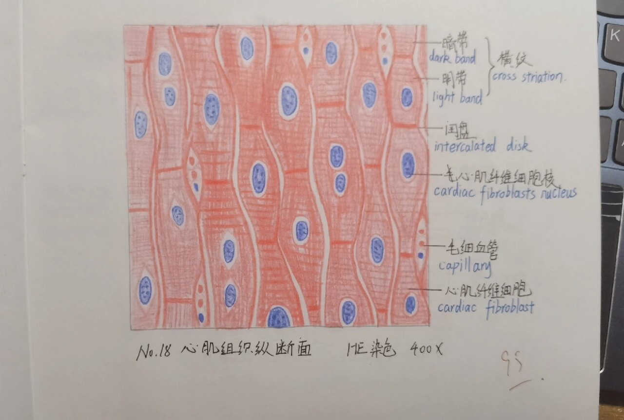 心肌纵切图图片