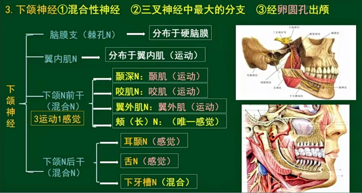 上颌神经与下颌神经的分支