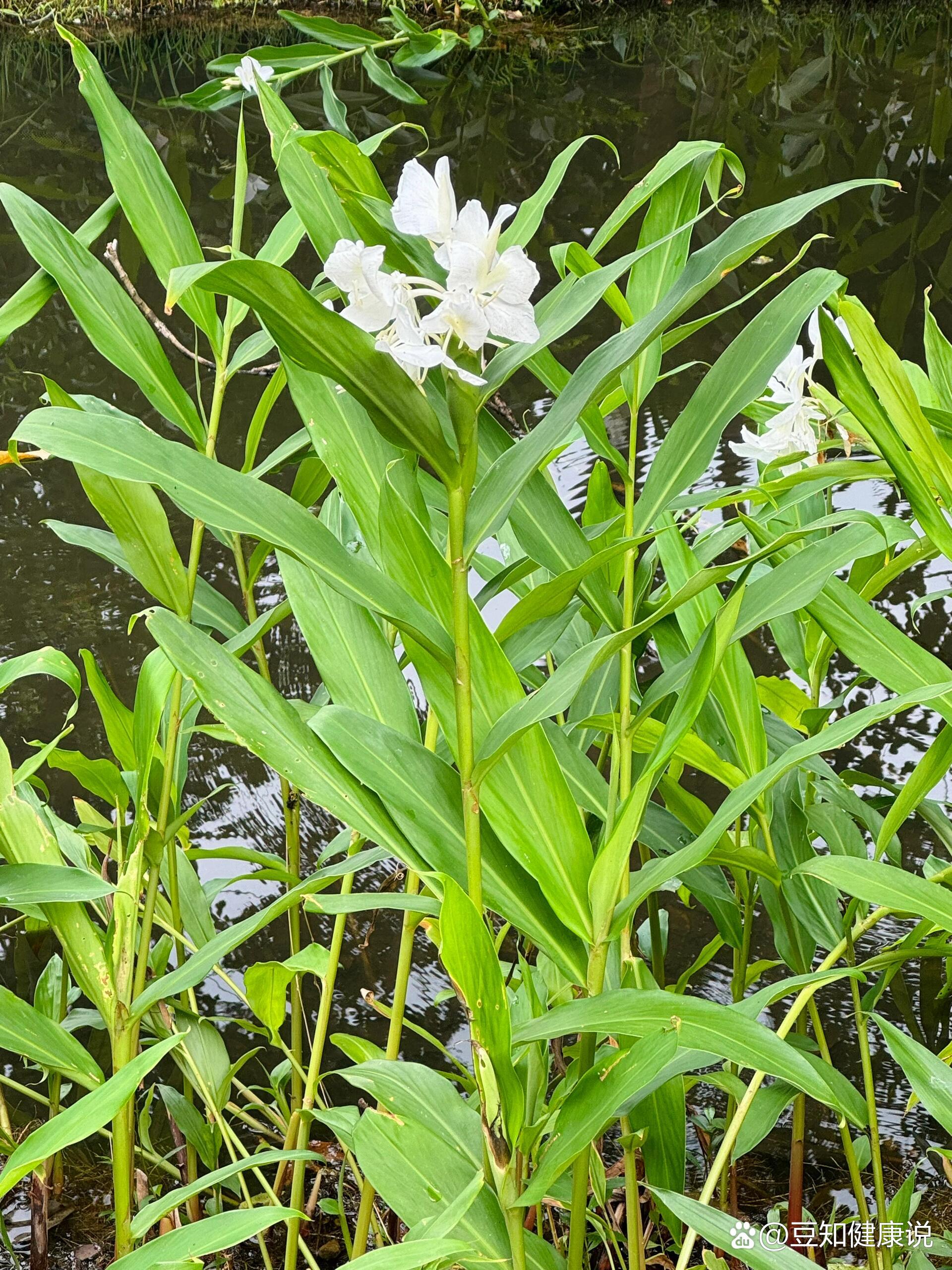 姜花的「根茎」及「果实」入药