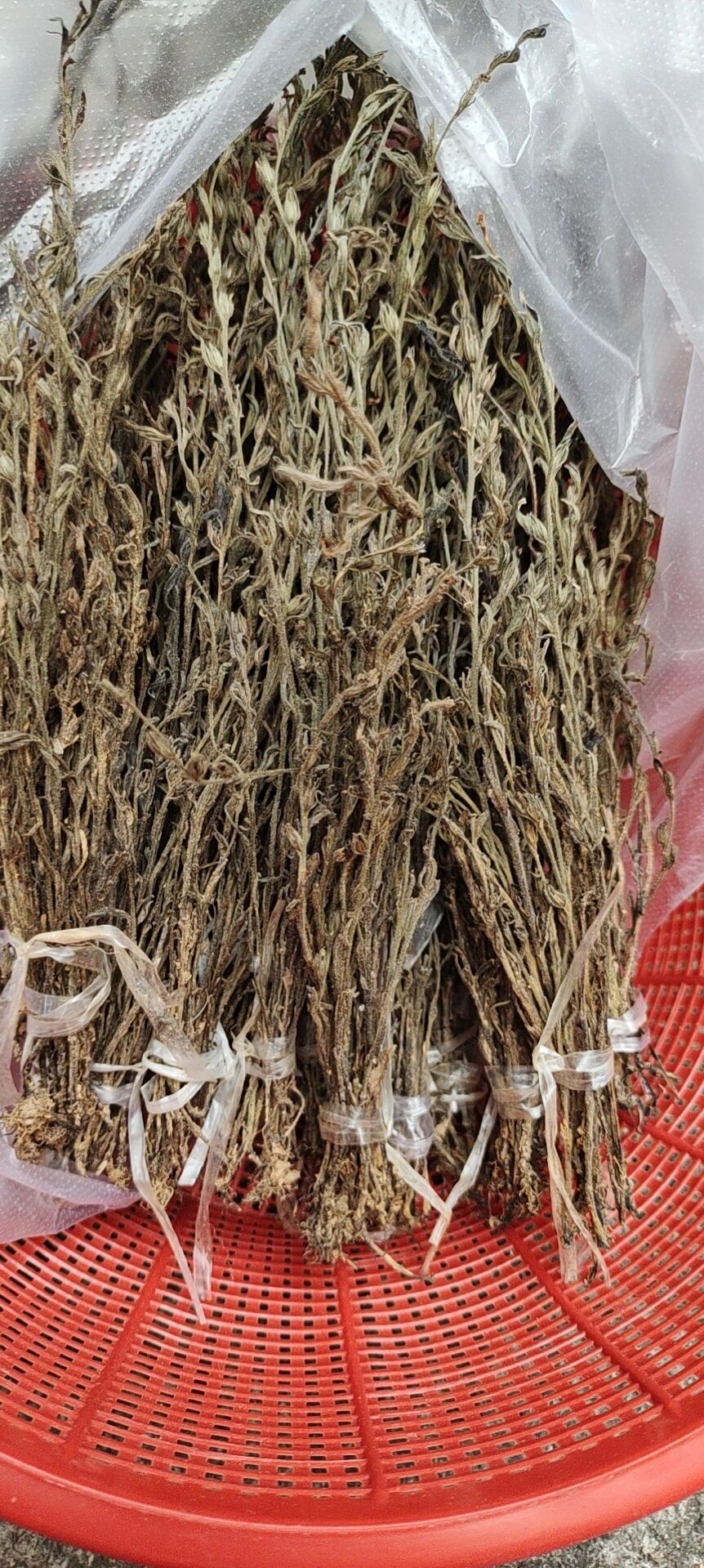 疳积草又名独脚金,金锁匙