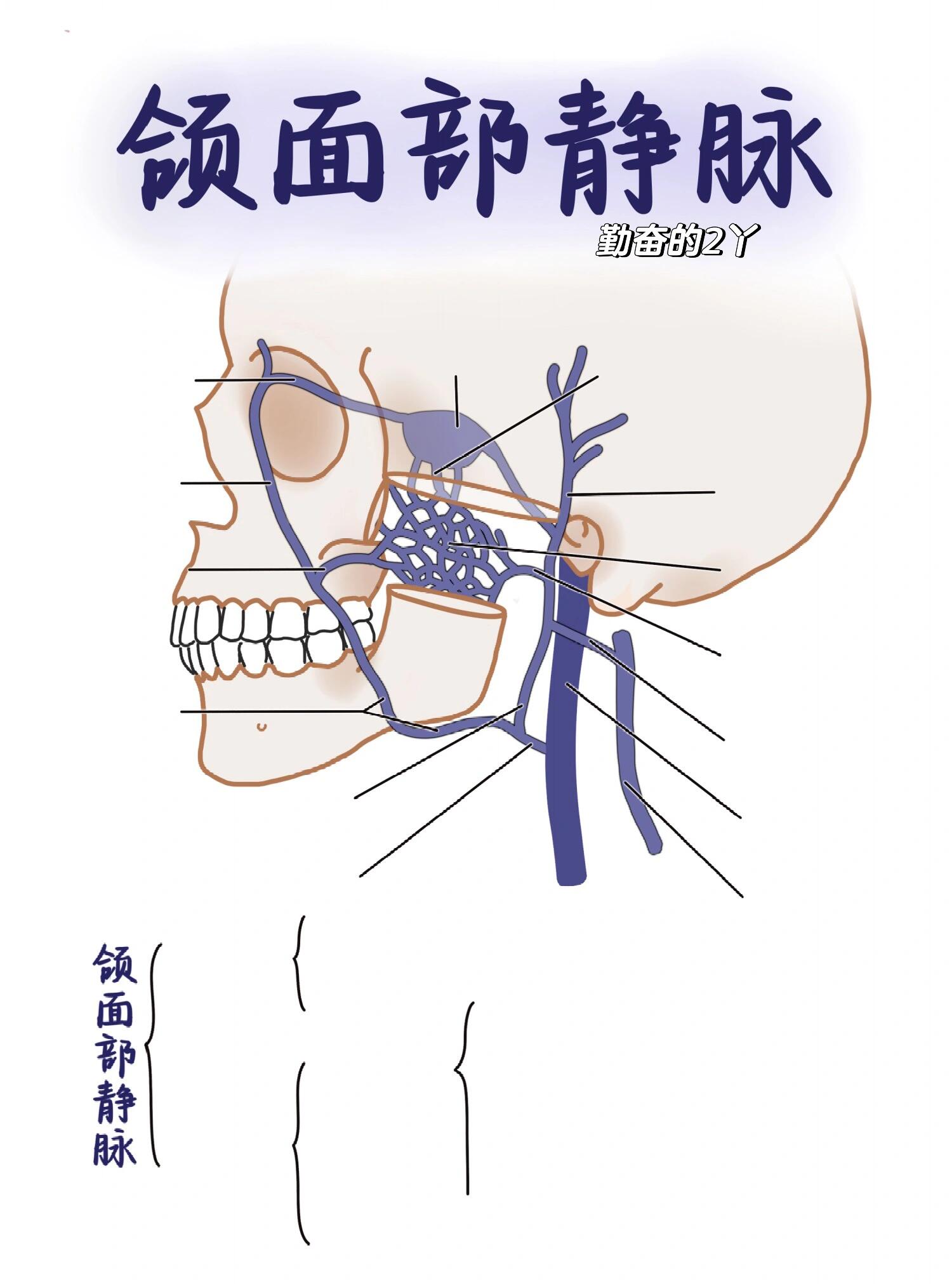 面部动脉静脉图图片