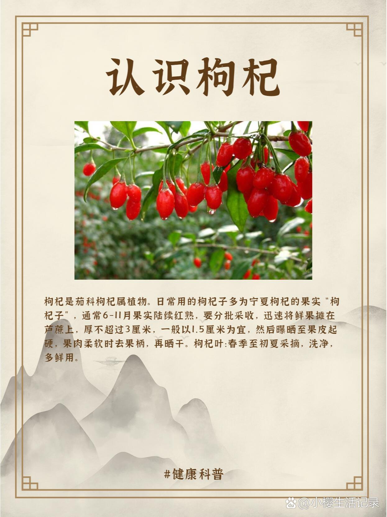 每天认识一味药——枸杞