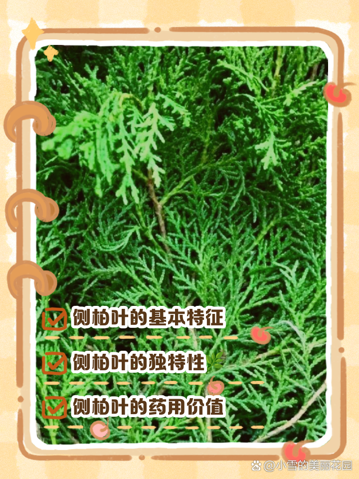 侧柏叶长啥样