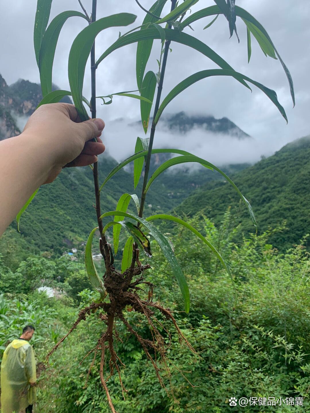 山里的草本植物,野生小柴胡