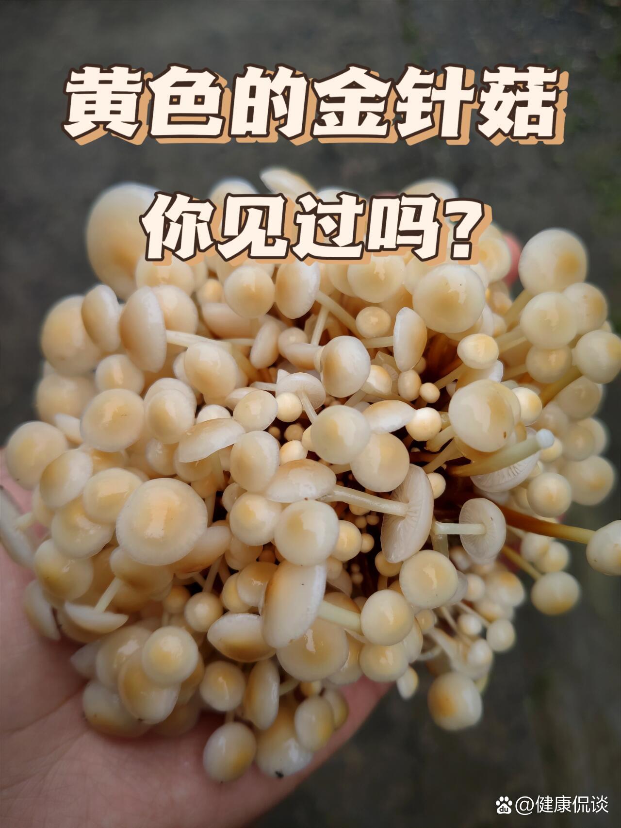 金色蘑菇品种图片