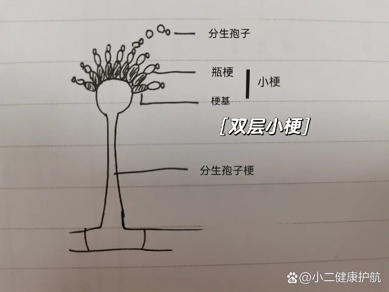 曲霉菌的结构示意图图片