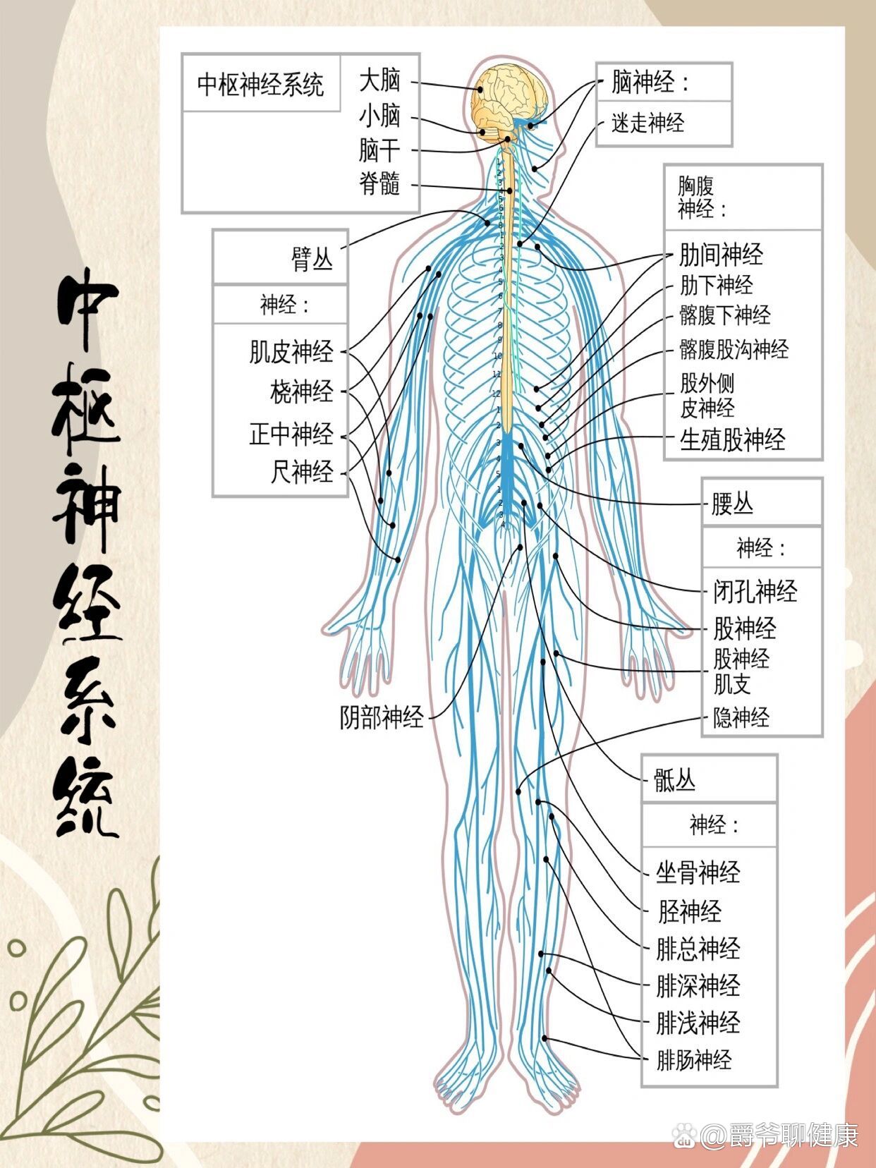 人体中枢神经示意图图片