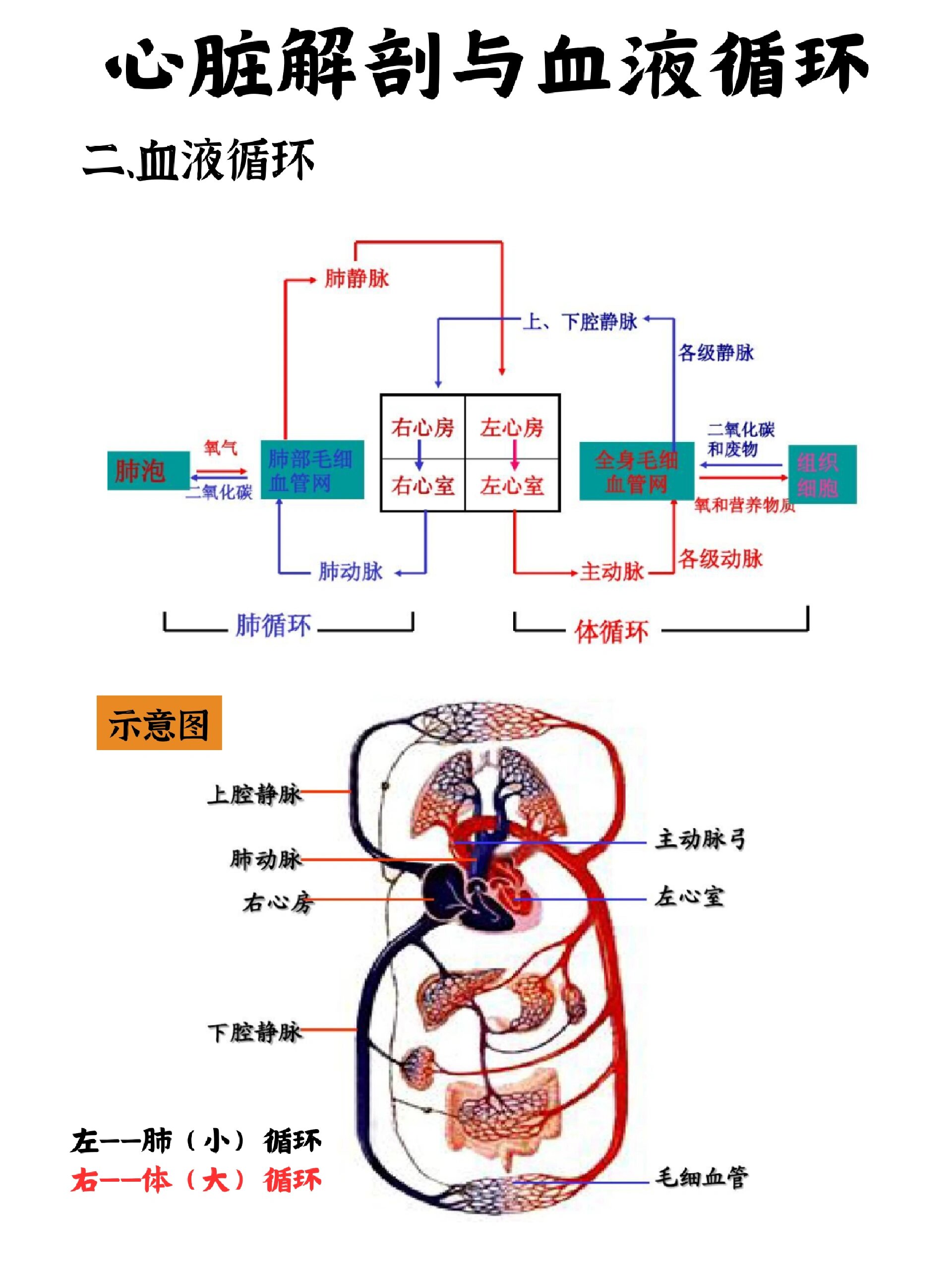 心脏瓣膜循环示意图图片