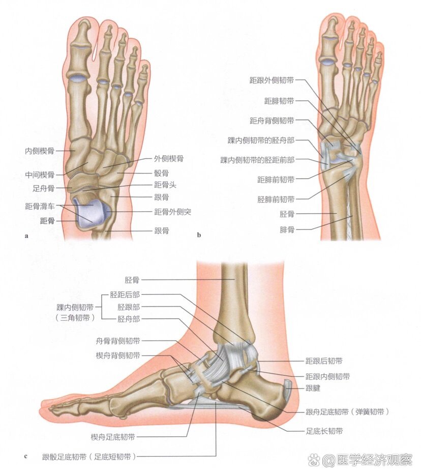 脚部结构脚后跟图片