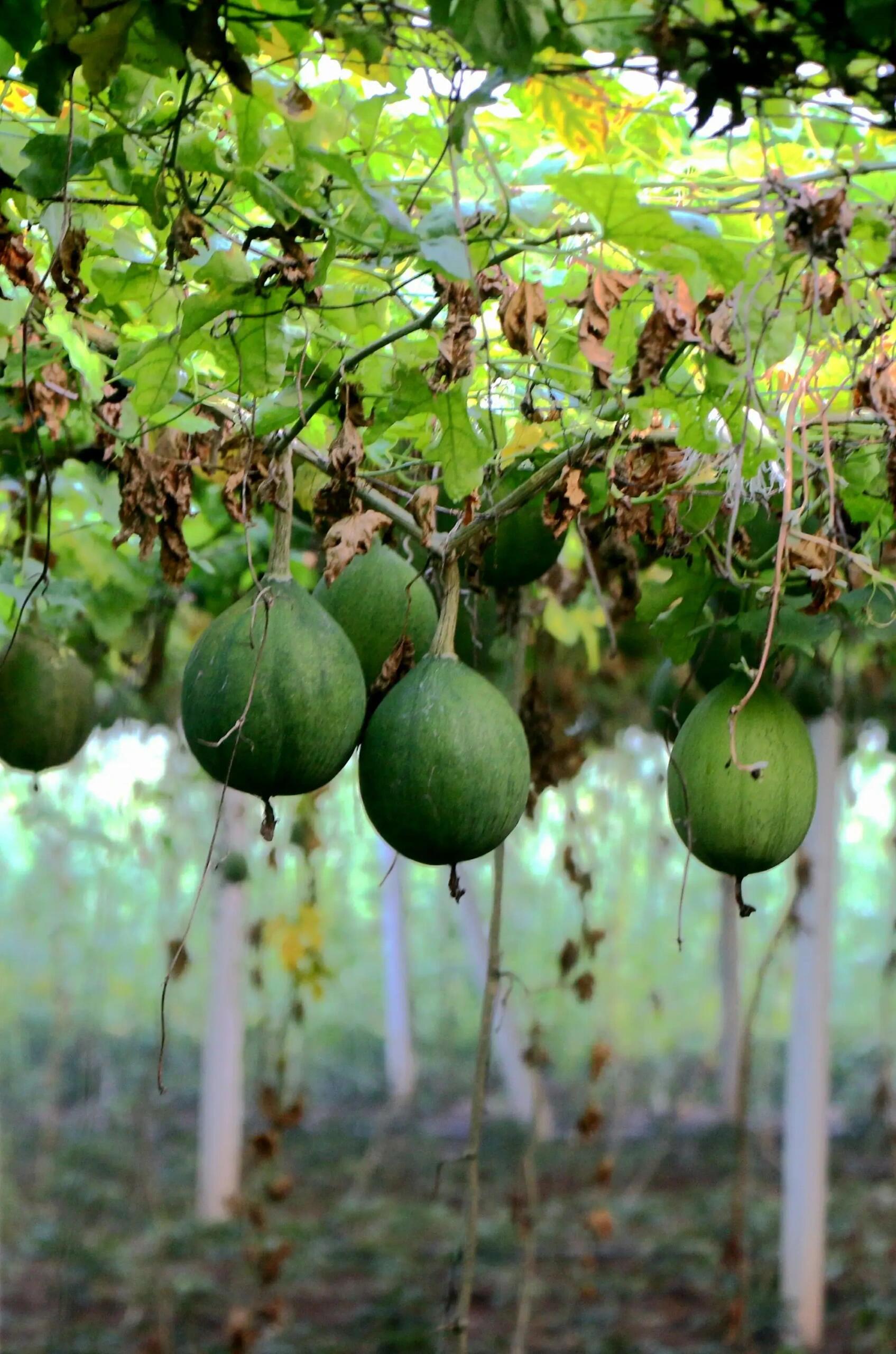 每天认识一味中草药【瓜蒌】