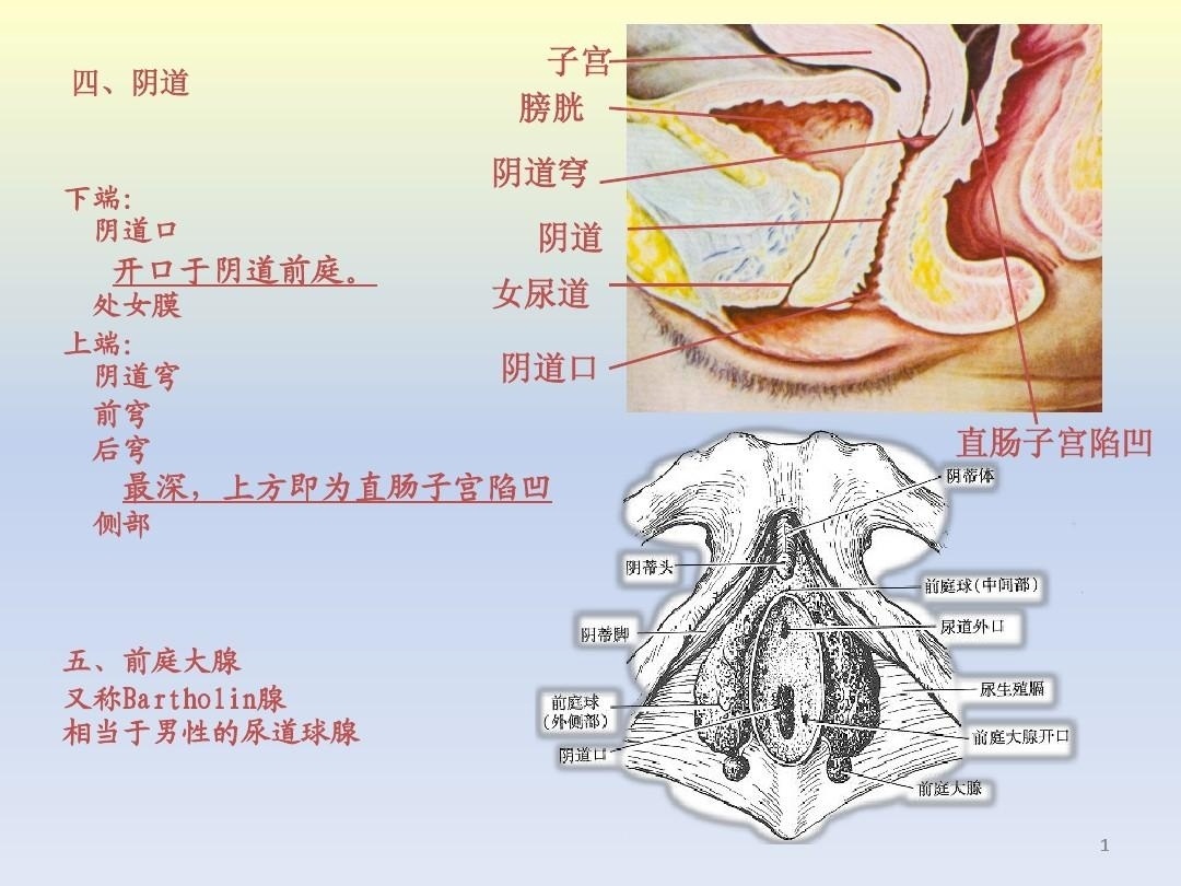 前庭沟位置图片