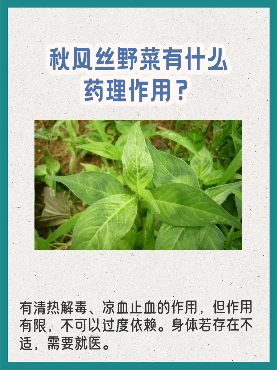 秋风丝野菜有什么药理作用?速度看
